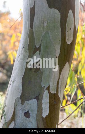 Nahaufnahme der mehrfarbigen, melierten Schälrinde eines Eukalyptusbaums, der im Norden Israels wächst. Stockfoto