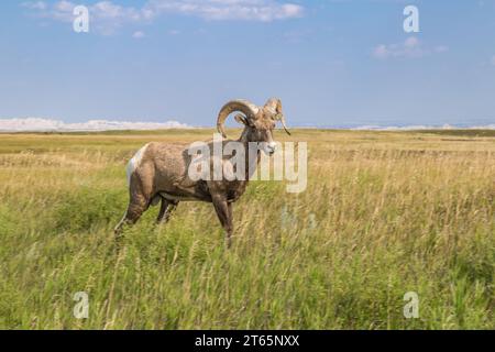 Dickhornschafe (Ovis canadensis) in einer grasbewachsenen Prärie im Badlands-Nationalpark in South Dakota, USA Stockfoto