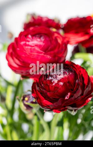 Anbau verschiedener Sommerbeetpflanzen, Ranunculus asiaticus, Junge und blühende Pflanzen, dekorative oder dekorative Gartenpflanzen, die in du wachsen Stockfoto