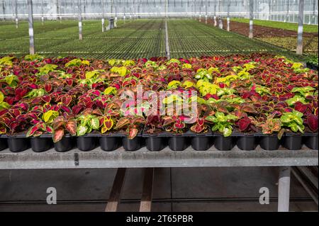 Anbau verschiedener Sommerbepflanzungen, Begonien, Petunien, Jungpflanzen und Blütenpflanzen, dekorative oder dekorative Gartenpflanzen, die in den Niederlanden wachsen Stockfoto