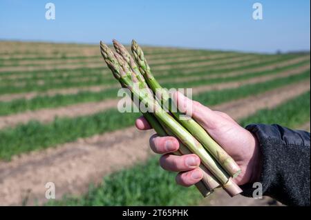 Arbeiterhände mit einem Haufen grüner Spargelsprossen, die auf dem Bio-Feld in Limburg, Belgien, wachsen, neue Ernte Stockfoto