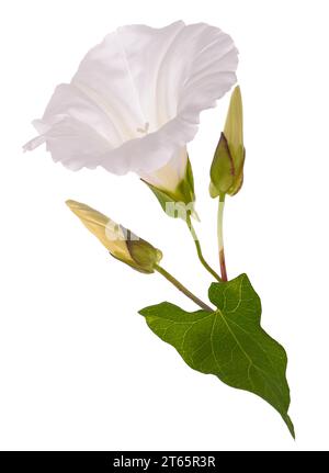 Bindweed Blume isoliert auf weißem Hintergrund Stockfoto