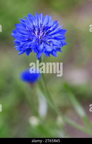Junggesellen-Knopfblume auf verschwommenem Hintergrund Stockfoto