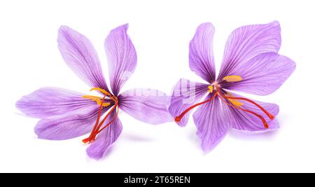 Safranblüten isoliert auf weißem Hintergrund Stockfoto