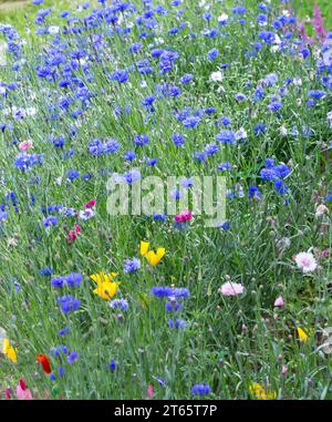 Сornflower blüht auf einer mehrfarbigen Wiese. Bunte Wiesen- und Gartenblumen Stockfoto