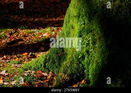 Dickes, hellgrünes Moos wächst auf einem Baum - Herbstszene im Parc Cefn onn,/ Cefn onn Country Park, Lisvane, in der Nähe von Cardiff. Vom November 2023 Stockfoto