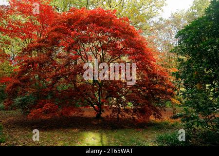 Herbstszene im Parc Cefn onn,/ Cefn onn Country Park, Lisvane, in der Nähe von Cardiff, Wales. Vom November 2023 Stockfoto