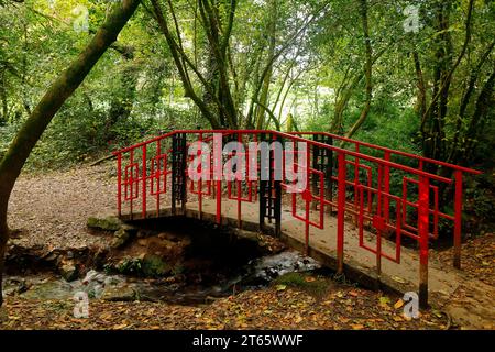 Atemberaubende Herbstfarben und attraktive Brücke im orientalischen Stil im Cefn onn / Parc Cefn onn, Lisvane, Cardiff. November 2023. Herbst. Acer japonica Stockfoto