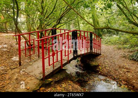 Atemberaubende Herbstfarben und attraktive Brücke im orientalischen Stil im Cefn onn / Parc Cefn onn, Lisvane, Cardiff. November 2023. Herbst. Acer japonica Stockfoto