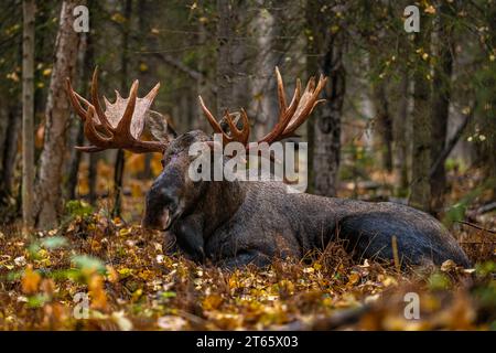 Bull Moose Stockfoto