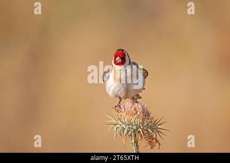 Der europäische Goldfink ernährt sich von Distelsamen. Europäischer Goldfink oder einfach Goldfink, lateinischer Name Carduelis carduelis, auf einem Distelzweig. Stockfoto