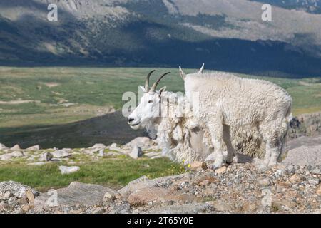 Bergziege (Oreamnos americanus) und ihr Kind stehen auf einem Felsen nahe dem Gipfel des Mount Evans in den Rocky Mountains von Colorado Stockfoto