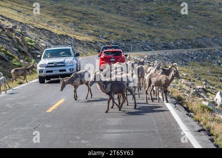 Dickhornschafe (Ovis canadensis) stehen auf dem Mount Evans Scenic Byway und blockieren den Verkehr in den Rocky Mountains von Colorado Stockfoto