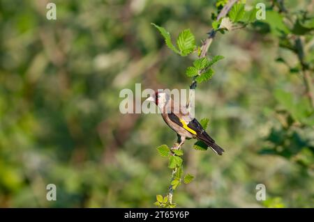 Europäischer Goldfink in einer blackberry-Filiale. Lateinischer Name Carduelis carduelis. Grüner, unscharfer Hintergrund. Stockfoto