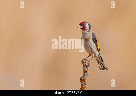 Europäischer Goldfink, auf orangefarbenen Flechten. Lateinischer Name Carduelis carduelis. Brauner, unscharfer Hintergrund. Stockfoto