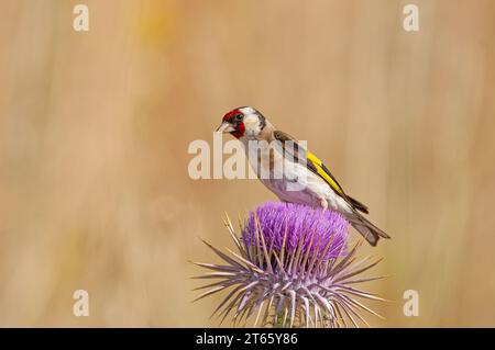 Der europäische Goldfink ernährt sich von Distelsamen. Europäischer Goldfink oder einfach Goldfink, lateinischer Name Carduelis carduelis, auf einem Distelzweig. Stockfoto