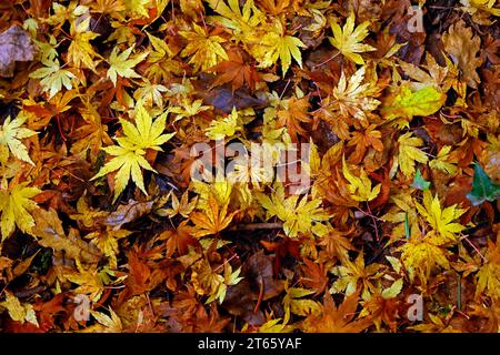 Herbstszene im Parc Cefn onn,/ Cefn onn Country Park, Lisvane, in der Nähe von Cardiff, Wales. Vom November 2023 Stockfoto