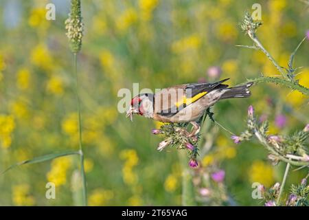 Der europäische Goldfink ernährt sich von Distelsamen. Europäischer Goldfink oder einfach Goldfink, lateinischer Name Carduelis carduelis, auf einem Distelzweig Stockfoto