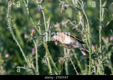 Der europäische Goldfink ernährt sich von Distelsamen. Europäischer Goldfink oder einfach Goldfink, lateinischer Name Carduelis carduelis, auf einem Distelzweig. Stockfoto