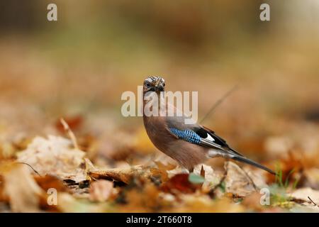 Wunderschönes Porträt des eurasischen jay, Garrulus glandarius. Ein Vogel sitzt in einem tiefen Wald. Tierwelt aus der Tschechischen republik. Stockfoto