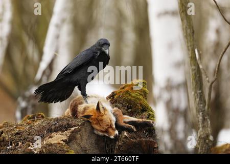 Schwarzer Rabe, corvus Corax, der sich dem toten Rotfuchs nähert, der auf dem Stein liegt. Wilder Vogel mit dunklen Federn und massivem Schnabel im Wald Stockfoto