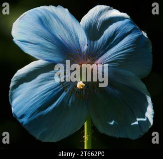 Himalaya-Mohn mit Hintergrundbeleuchtung Stockfoto