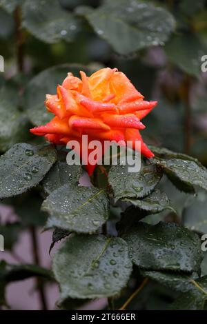 Leuchtend orangefarbene Rosen in Regentropfen, Nahaufnahme. Floraler Hintergrund. Stockfoto