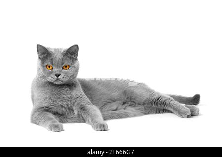 Eine reinrassige britische Katze mit großen orangen Augen liegt auf weißem Hintergrund und schaut aufmerksam in die Kamera. Stockfoto