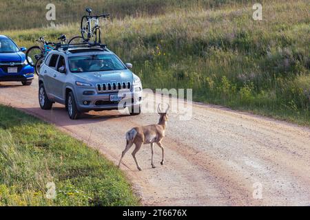 Eine Kreuzung (Antilocapra americana) im Custer State Park in der Nähe von Custer, South Dakota, USA Stockfoto