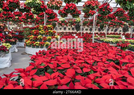 Wunderschöne rote und gelbe Weihnachtsbäume (Euphorbia pulcherrima), die im Gewächshaus zur Weihnachtsfeierzeit blühen Stockfoto