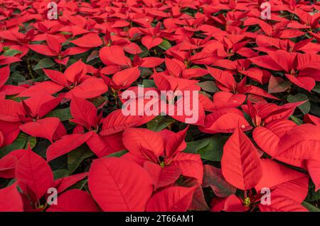 Reihen schöner roter Weihnachtsbäume (Euphorbia pulcherrima) im Gewächshaus, die pünktlich zur Weihnachtsfeierzeit blühen Stockfoto