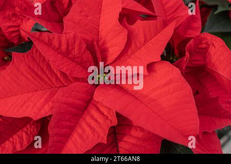 Wunderschöne rote Weihnachtsstern (Euphorbia pulcherrima) im Gewächshaus, die rechtzeitig zur Weihnachtsfeierzeit blühen Stockfoto