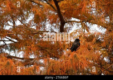 Ein einzelner Raben in einer Sumpfzypresse im Herbst, Herbstfarben, horizontal Stockfoto