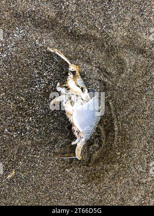 Tote Mole Crab an der Küste von Oregon Stockfoto