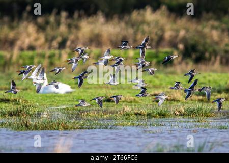 Rotschenkel, Tringa totanus, Vögel im Flug über Marschen Stockfoto