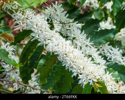 Kaffee-Arabica-Baum blüht, üppige weiße Blüten und grüne Blätter auf langen Stielen, australischer Küstengarten Stockfoto