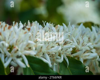 Kaffee-Arabica-Baum blüht, üppige weiße Blumen und grüne Blätter auf langen Stielen, Nahaufnahme, australischer Küstengarten Stockfoto