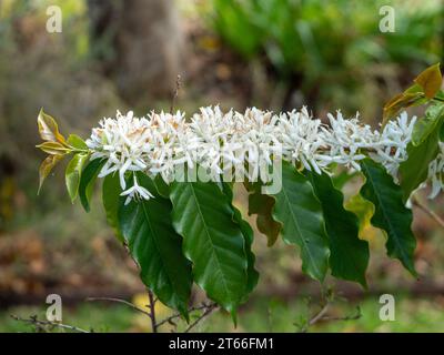 Kaffee-Arabica-Baum blüht, üppige weiße Blumen und grüne Blätter auf einem langen Stamm, australischen Küstengarten Stockfoto