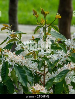 Kaffee-Arabica-Baum blüht, üppige weiße Blüten und grüne Blätter auf langen Stielen, australischer Küstengarten Stockfoto