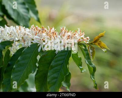 Kaffee-Arabica-Baum blüht, üppige weiße Blüten und grüne Blätter auf einem langen Stiel, einige bräunliche und schimmernde, australische Küstengarten Stockfoto