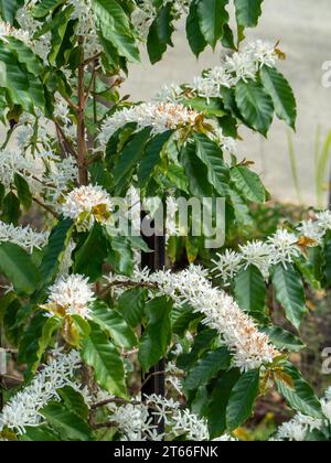 Kaffee-Arabica-Baum blüht, üppige weiße Blüten und grüne Blätter an langen Stielen, einige Blüten bräunlich und sterbend, australischer Küstengarten Stockfoto