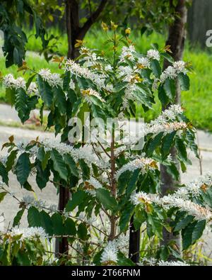 Kaffee-Arabica-Baum blüht, üppige weiße Blüten und grüne Blätter auf langen Stielen, australischer Küstengarten Stockfoto