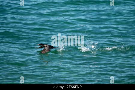 Ein kleiner schwarzer Kormoran, der mit den Flügeln flattert und aus dem blauen Meer abhebt, während es plätschert, Australien Stockfoto