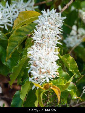 Kaffee-Arabica-Baum blüht, üppige weiße Blumen und grüne Blätter auf langen Stielen, Nahaufnahme, australischer Küstengarten Stockfoto