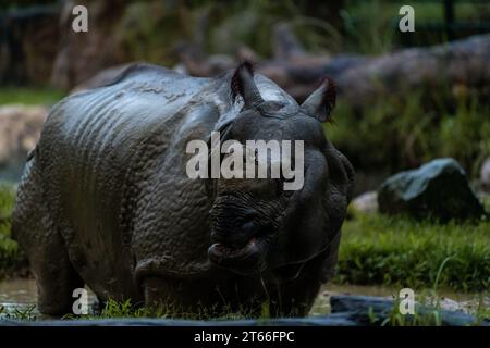 Seltene, fast ausgestorbene indische Nashörner im Zoo von Singapur während der nächtlichen Safari-Tour. Nahaufnahme des Hochformatbildes Stockfoto