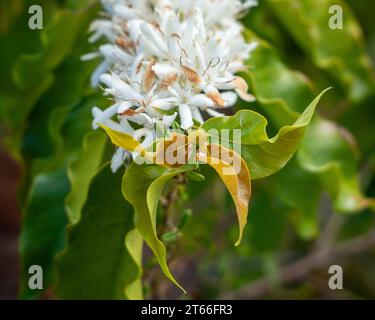 Kaffee Arabica Baum blüht, Nahaufnahme von weißen Blumen und grünen Blättern auf einem langen Stiel, Vorderseite perpektiv, australischen Küstengarten Stockfoto