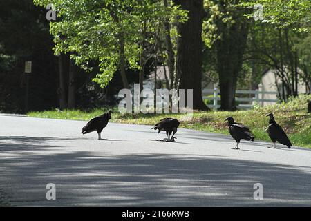 Truthahngeier fressen sich von einem überfahrenen Eichhörnchen auf einer Nachbarstraße in Virginia USA Stockfoto