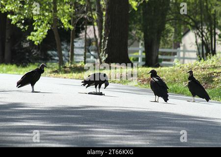 Truthahngeier fressen sich von einem überfahrenen Eichhörnchen auf einer Nachbarstraße in Virginia USA Stockfoto