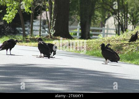 Truthahngeier fressen sich von einem überfahrenen Eichhörnchen auf einer Nachbarstraße in Virginia USA Stockfoto