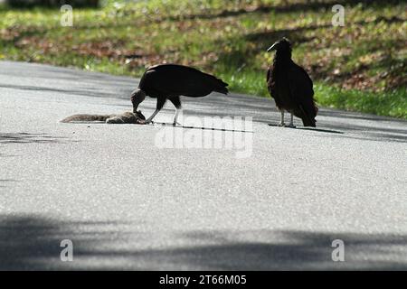 Truthahngeier fressen sich von einem überfahrenen Eichhörnchen auf einer Nachbarstraße in Virginia USA Stockfoto